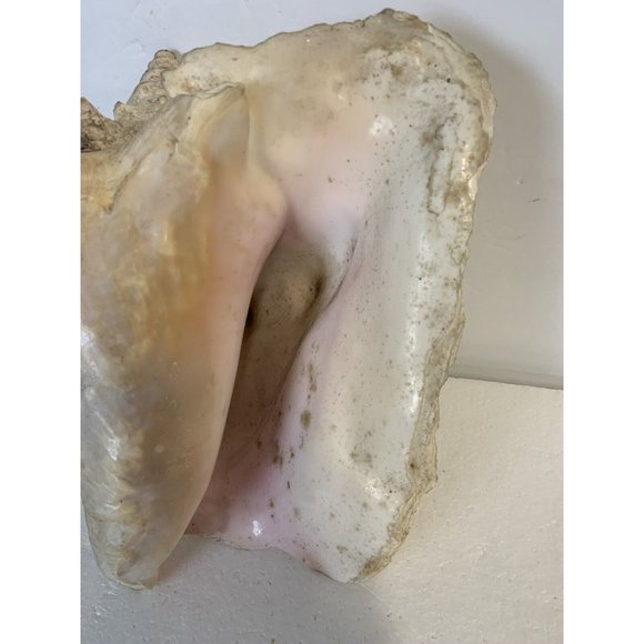 Large Conch Shell Queen Ocean Specimen Pink Sea Shell Fossil Nautical Beach - Picture 3 of 12